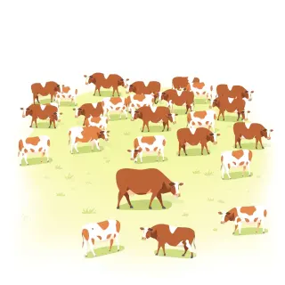 رسم توضيحي لكلمة cattle