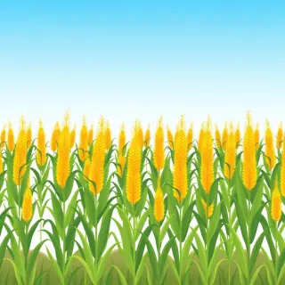 رسم توضيحي لكلمة crop