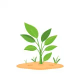 رسم توضيحي لكلمة plant