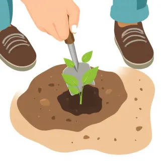 رسم توضيحي لكلمة plant