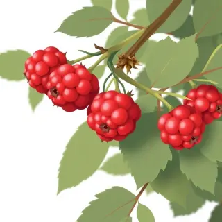رسم توضيحي لكلمة raspberry