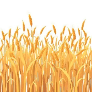 رسم توضيحي لكلمة wheat