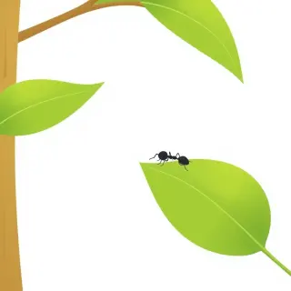 رسم توضيحي لكلمة insect