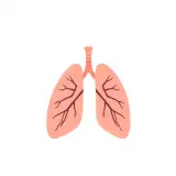 رسم توضيحي لكلمة lung