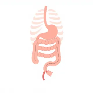 رسم توضيحي لكلمة intestine