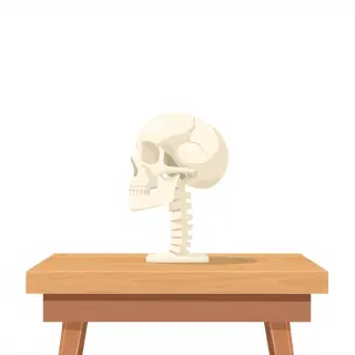 رسم توضيحي لكلمة skull