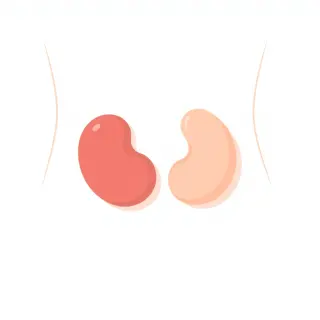 رسم توضيحي لكلمة kidney