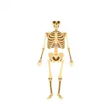 رسم توضيحي لكلمة skeleton