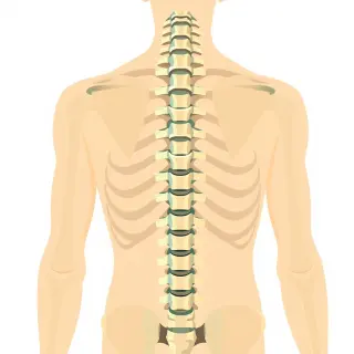 رسم توضيحي لكلمة spine
