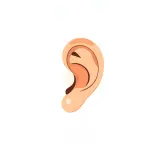رسم توضيحي لكلمة ear