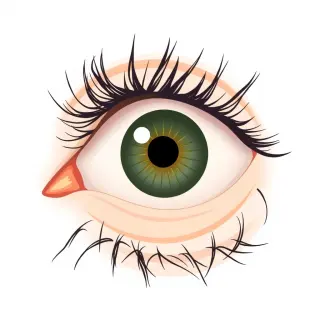 رسم توضيحي لكلمة eyelash