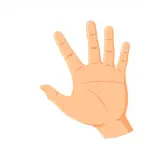 رسم توضيحي لكلمة hand