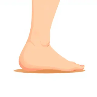 رسم توضيحي لكلمة heel