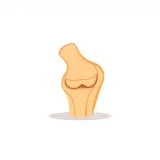 رسم توضيحي لكلمة knee