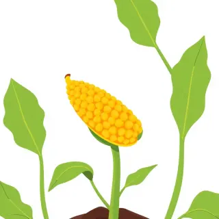 رسم توضيحي لكلمة corn