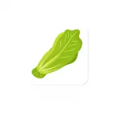 رسم توضيحي لكلمة lettuce