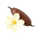 رسم توضيحي لكلمة vanilla